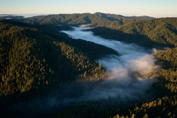 Apple inicia un proyecto para proteger y restaurar el bosque de secuoyas en California