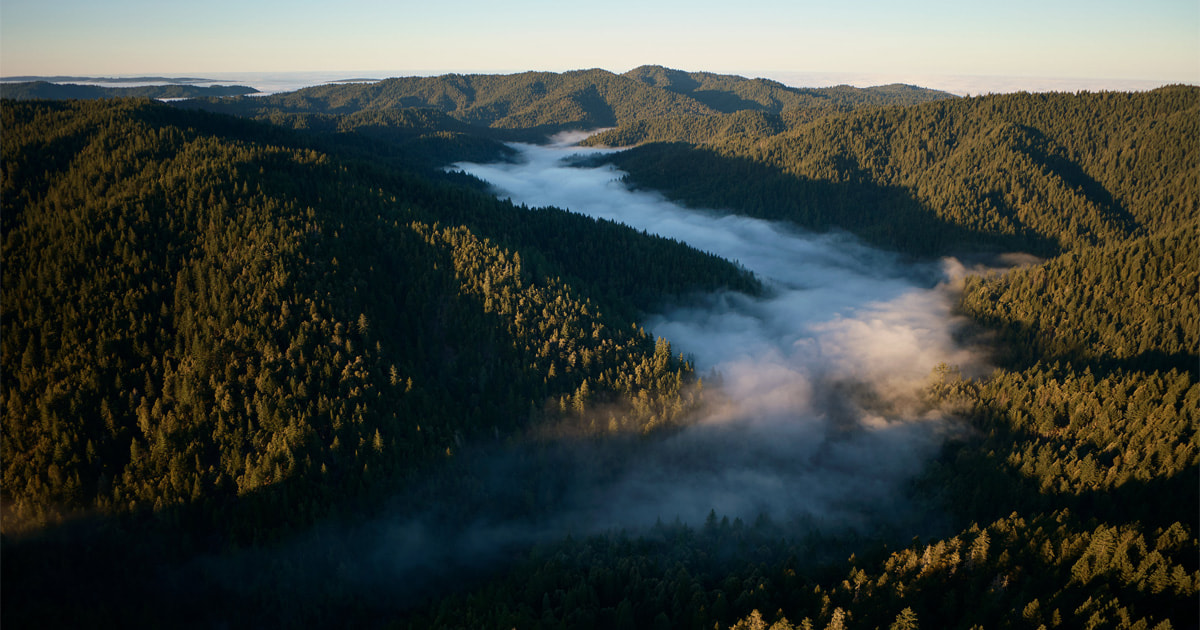 Apple inicia un proyecto para proteger y restaurar el bosque de secuoyas en California